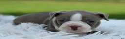 Boston Terrier dogs for sale: Diesel special needs - Ad 4