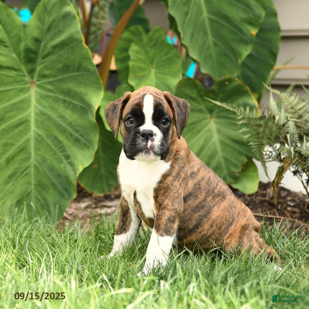 Zion Euro Bloodlines for sale in Peach Bottom Lancaster Puppies