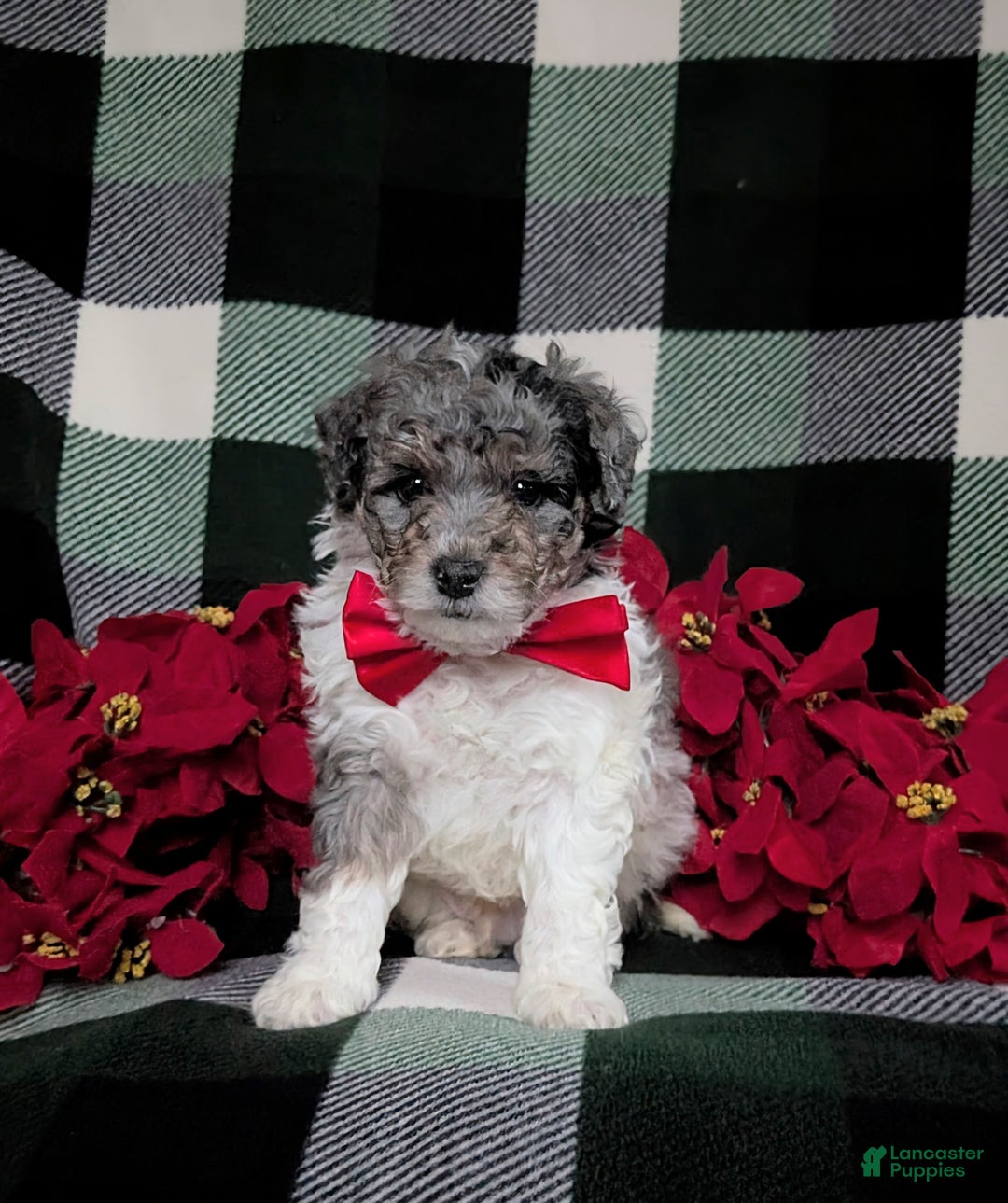 Mini Bernedoodle dogs for sale: Armondo Hypoallergenic Ready for Christmas - Ad 2