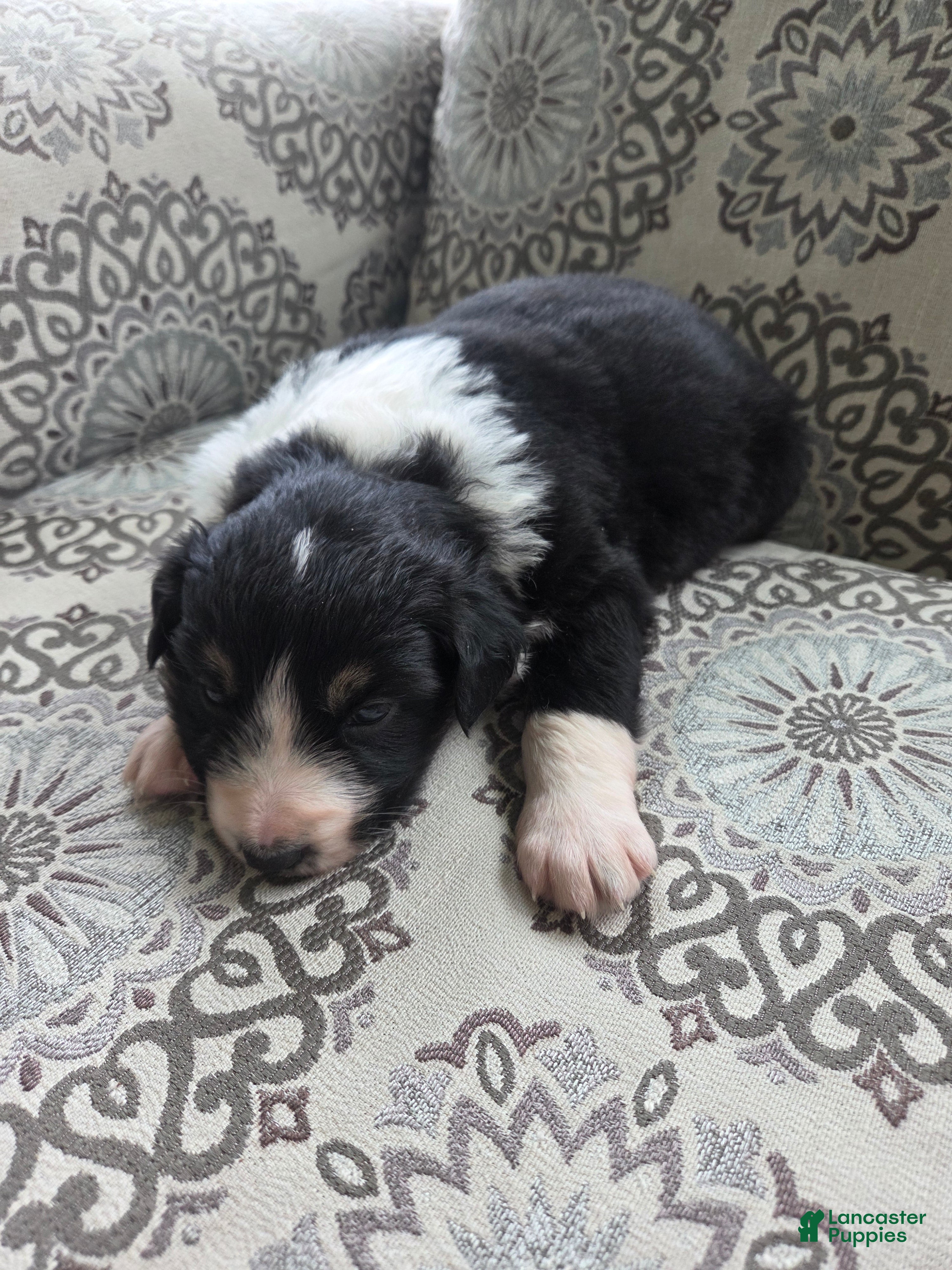 Australian Shepherd dogs Anika Star - Ad 1