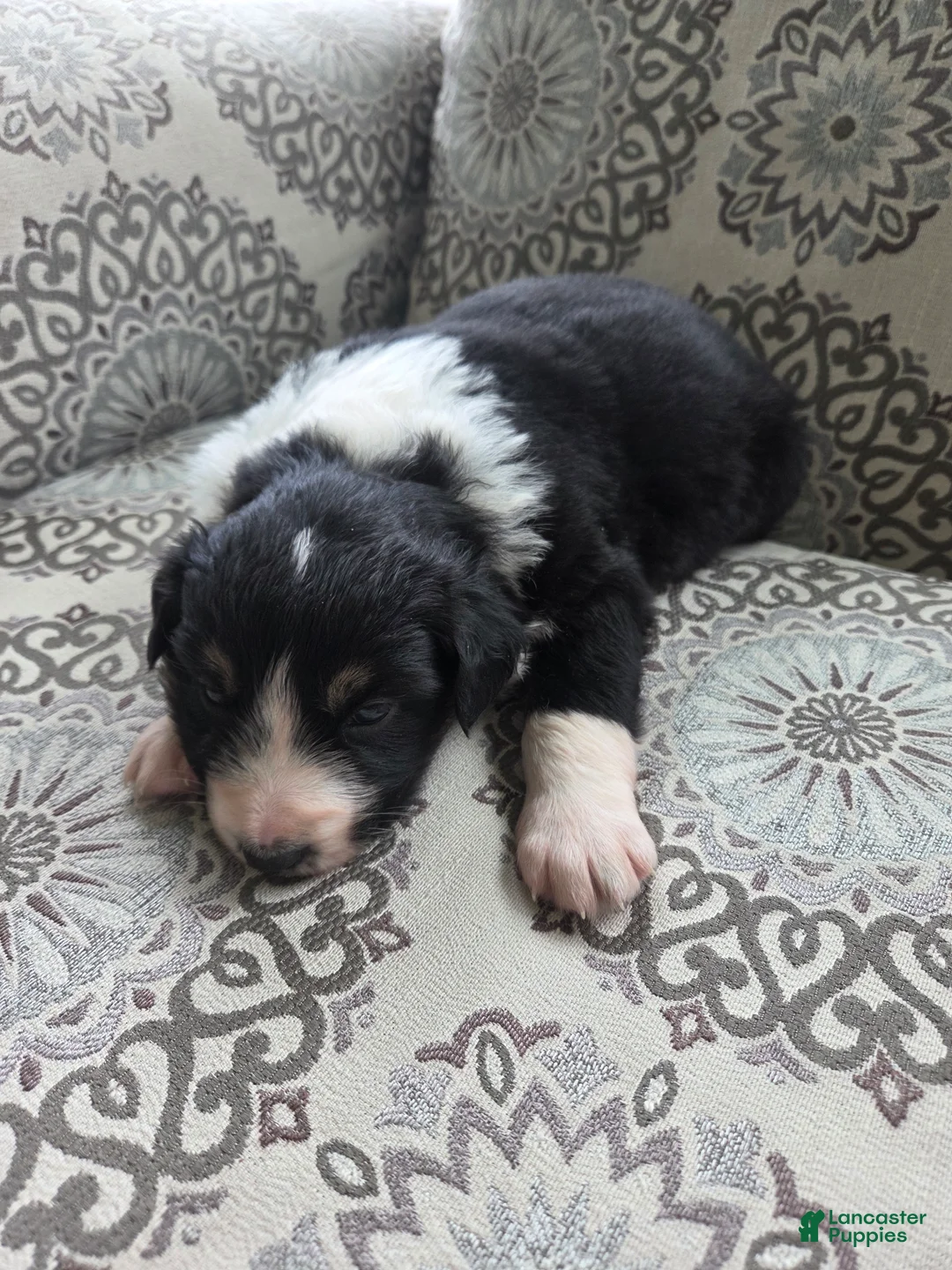 Australian Shepherd dogs for sale: Anika Star - Ad 1