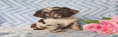 Beau