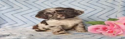 English Cocker Spaniel dogs for sale: Beau - Ad 1