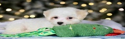 Teddy Bear dogs for sale: Dasher - Ad 21