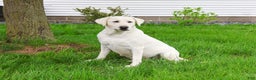 Labrador Retriever dogs for sale: Lacey - Ad 2
