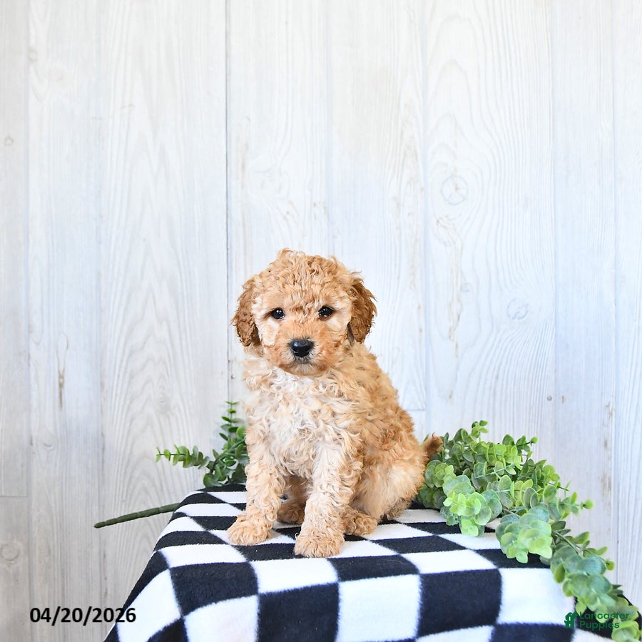 Mini Goldendoodle dogs Tanner - Ad 1