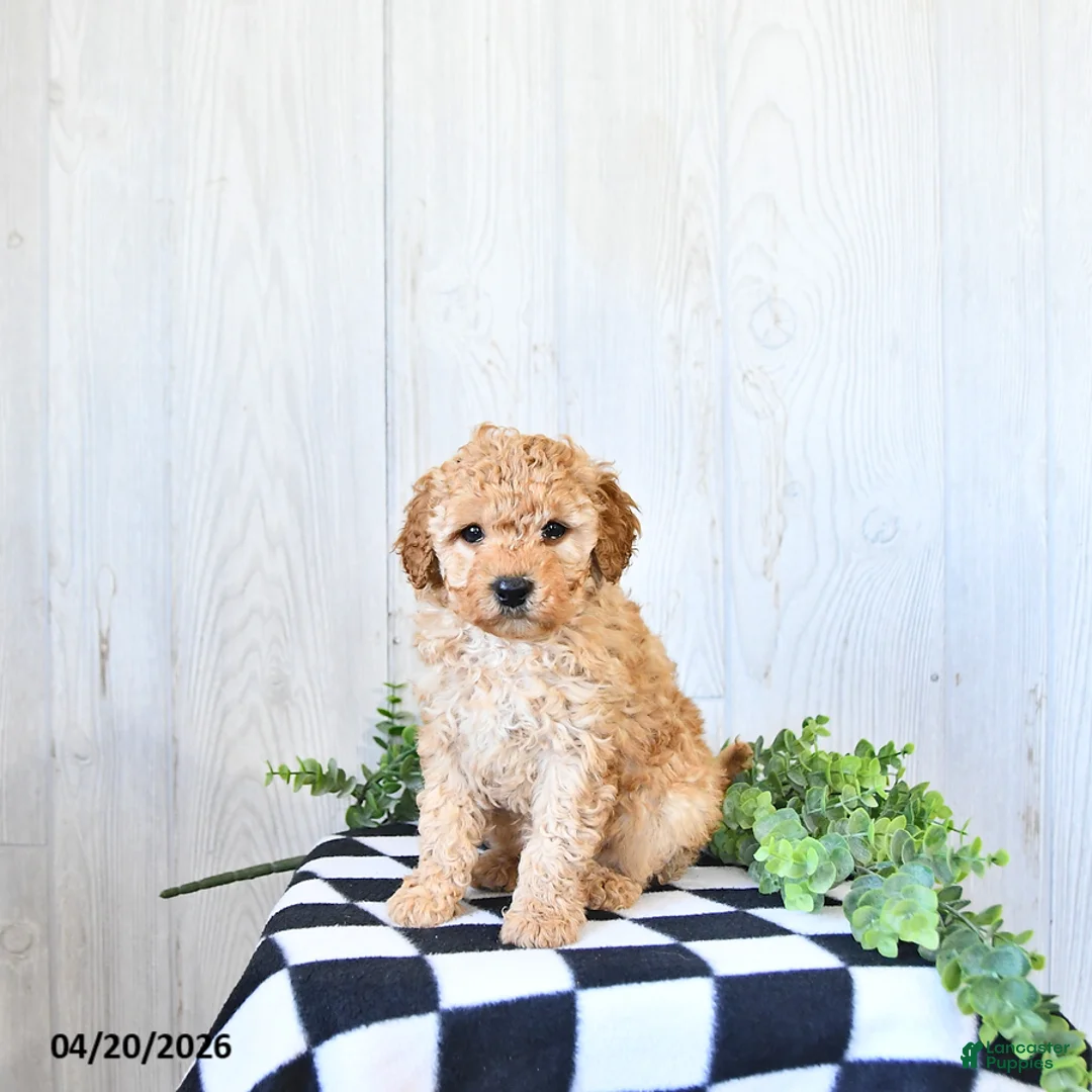 Mini Goldendoodle dogs for sale: Tanner - Ad 1