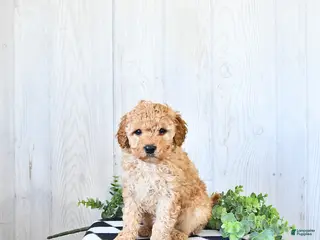 Mini Goldendoodle dogs for sale: Tanner - Ad 2