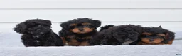Yorkiepoo dogs for sale: Roger - Ad 3