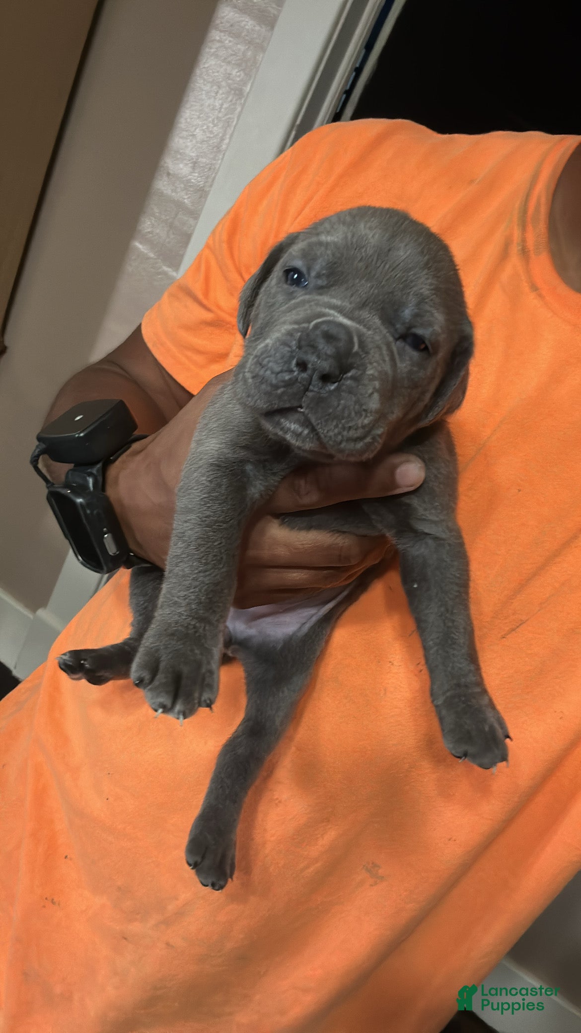 Cane Corso dogs Cane Corso 2 - Ad 7