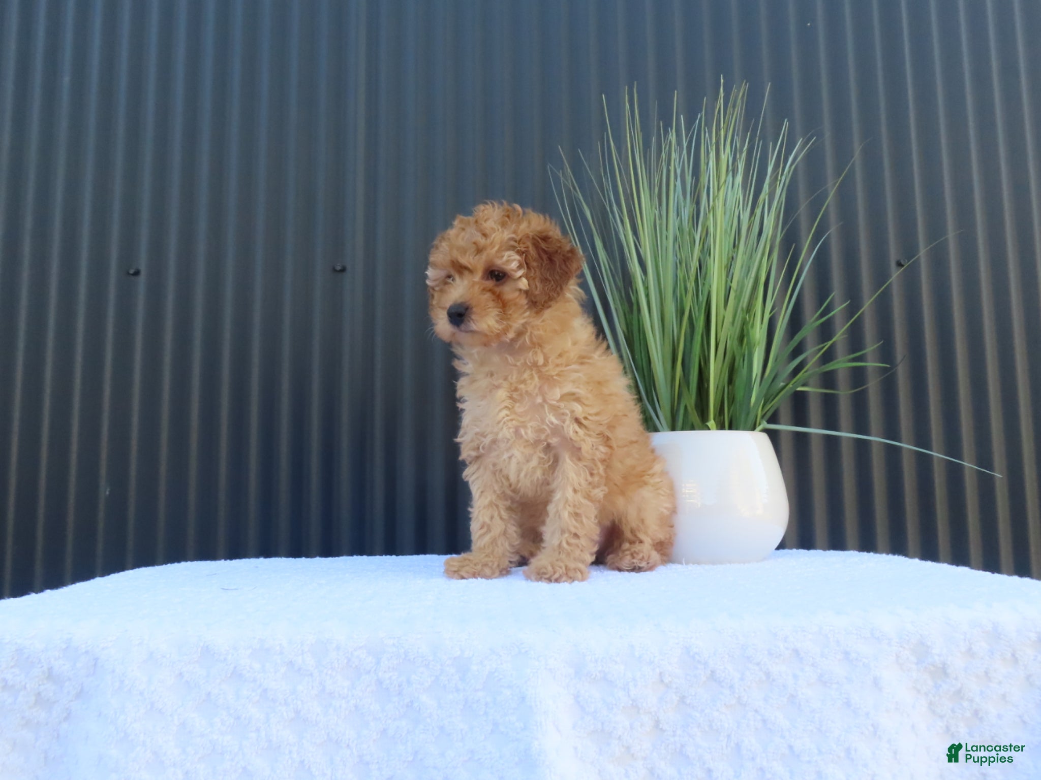 Toy Poodle dogs for sale: Macey - Ad 6