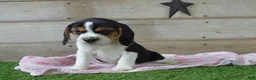 Beagle dogs for sale: Jewel - Ad 6