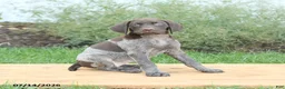 German Shorthaired Pointer dogs for sale: Cinnamon - Ad 3