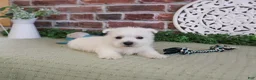 West Highland Terrier dogs for sale: Wallace - Ad 3