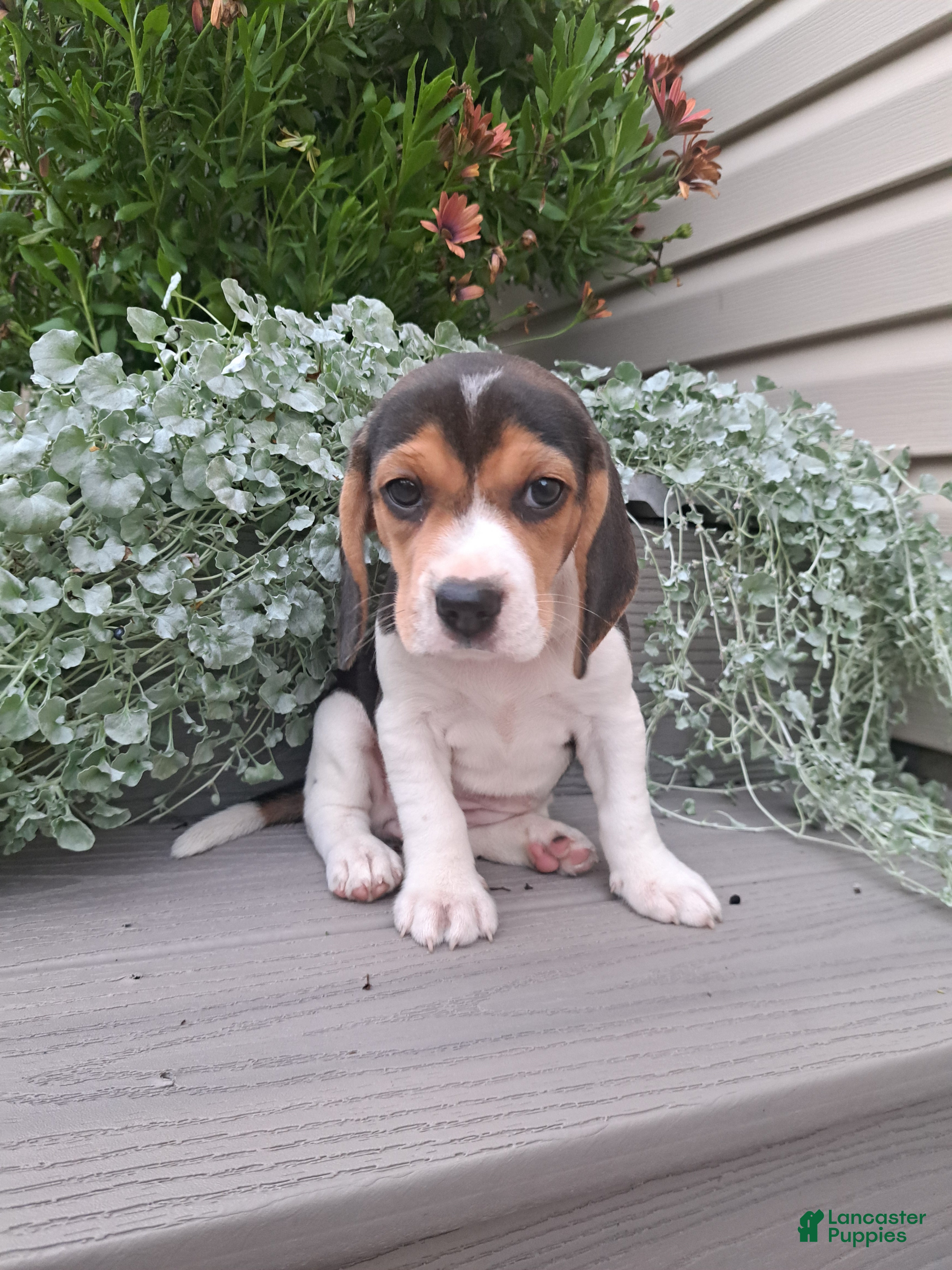 Beagle dogs DOLLY - Ad 1