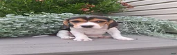 Beagle dogs for sale: DOLLY - Ad 1