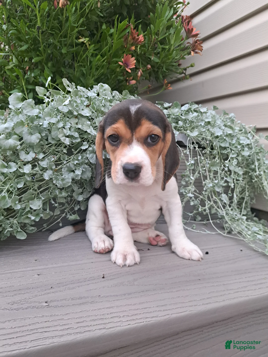 Beagle dogs for sale: DOLLY - Ad 1