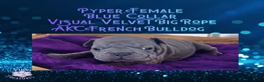 Pyper “Blue Collar”, Female 