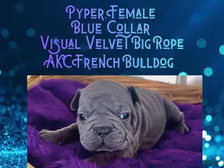 French Bulldog dogs Pyper “Blue Collar”, Female - Ad 36