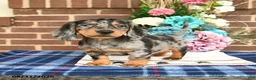 Miniature Dachshund dogs for sale: Leo - Ad 3