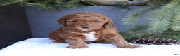 Goldendoodle dogs for sale: Archer - Ad 4