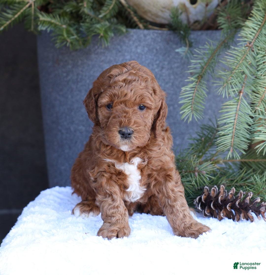 Goldendoodle dogs for sale: Archer - Ad 4