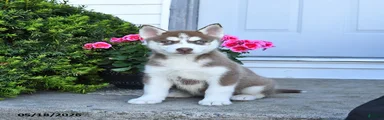 Rosie