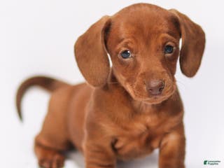 Miniature Dachshund dogs Willow - Ad 32