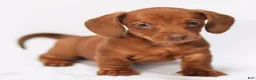 Miniature Dachshund dogs for sale: Willow - Ad 4