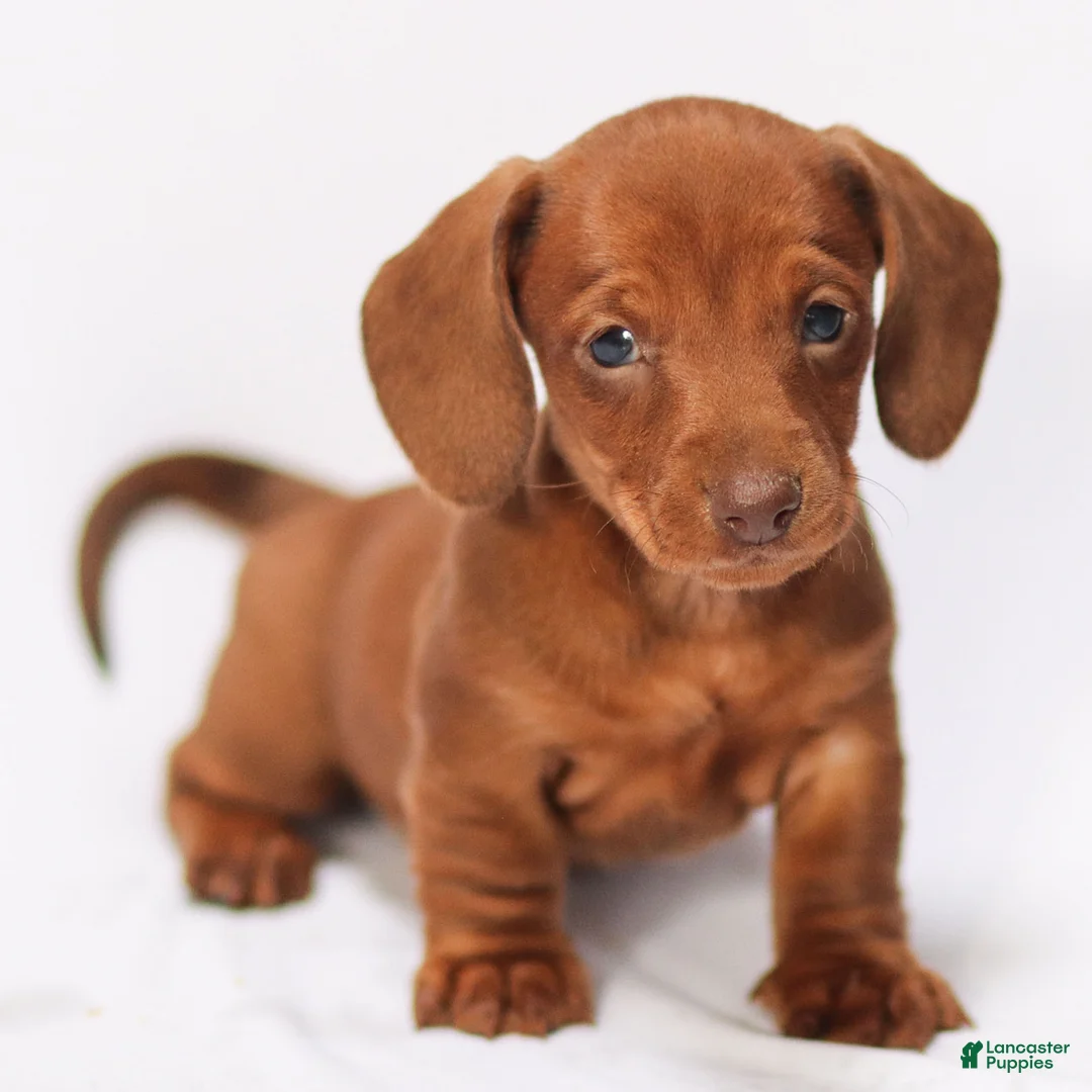 Miniature Dachshund dogs for sale: Willow - Ad 4