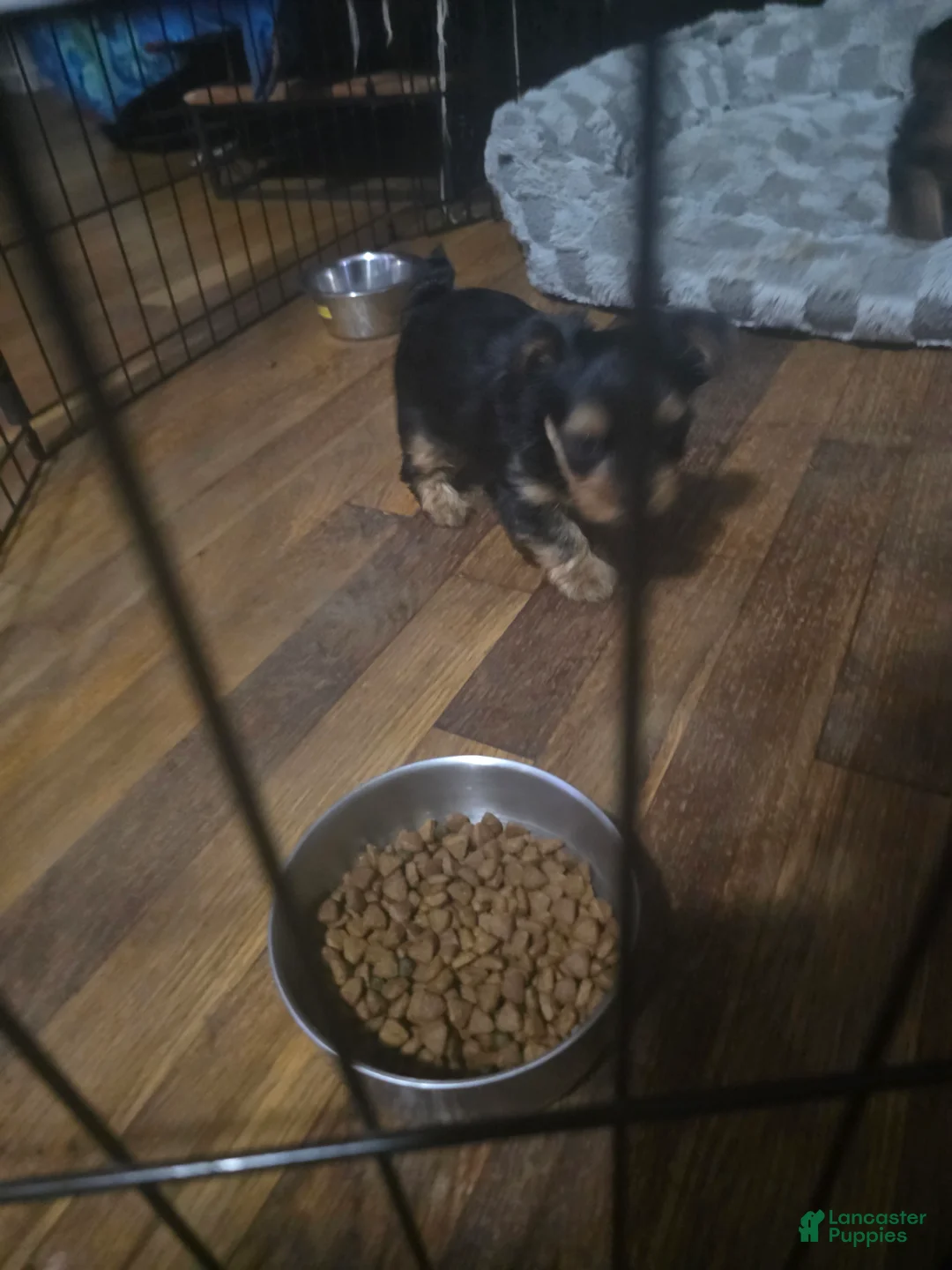 Yorkiepoo dogs for sale: Yorkie 1 - Ad 2