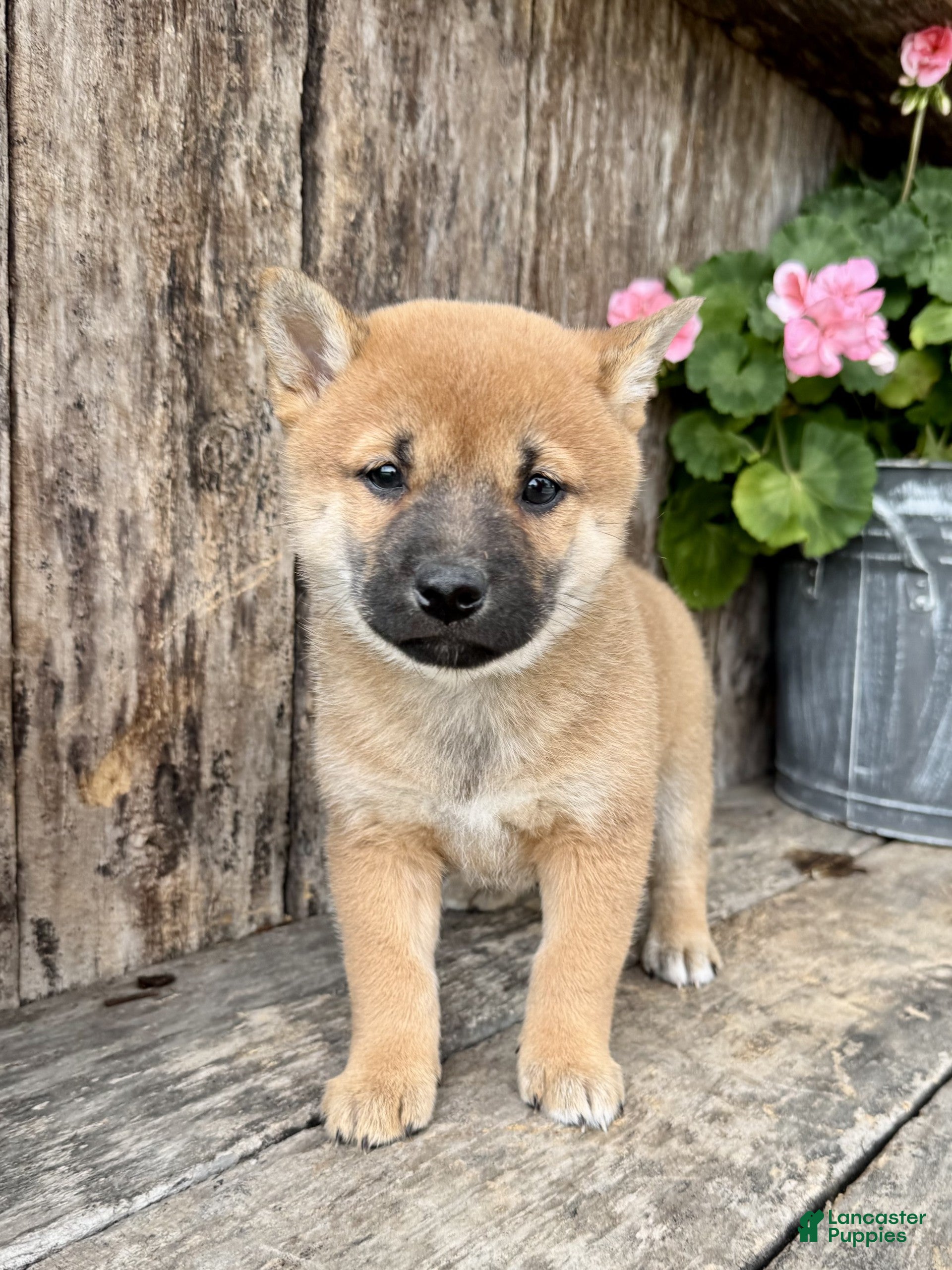 Shiba Inu dogs Tulip - Ad 2