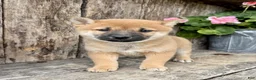 Shiba Inu dogs for sale: Tulip - Ad 2