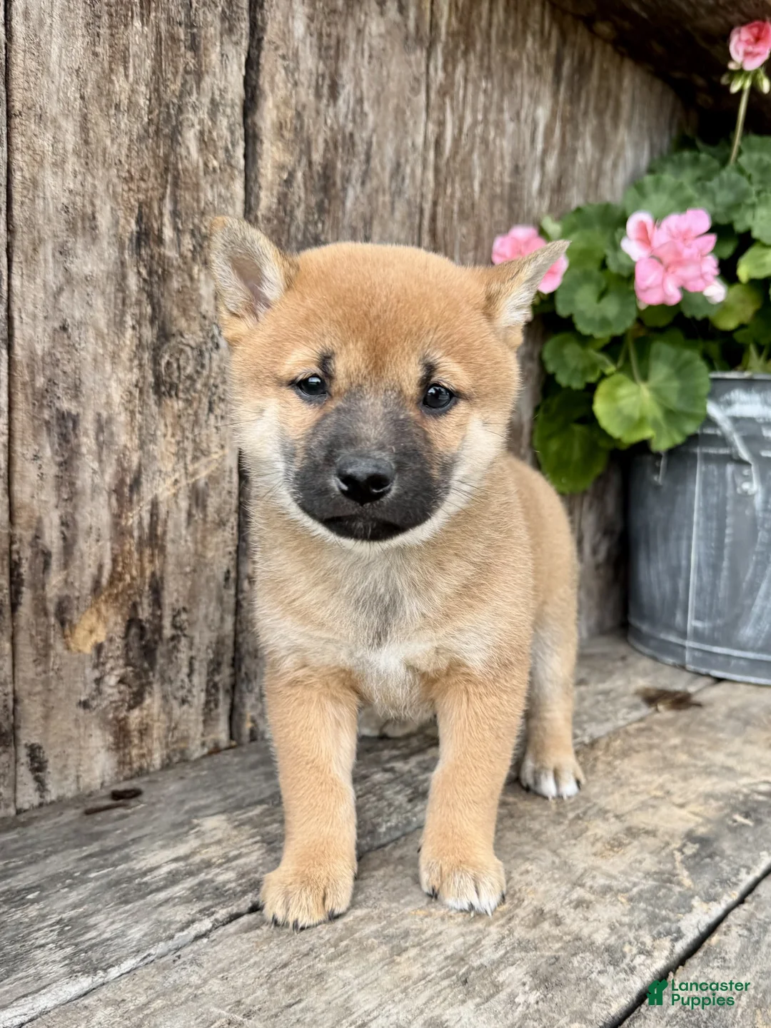 Shiba Inu dogs for sale: Tulip - Ad 2
