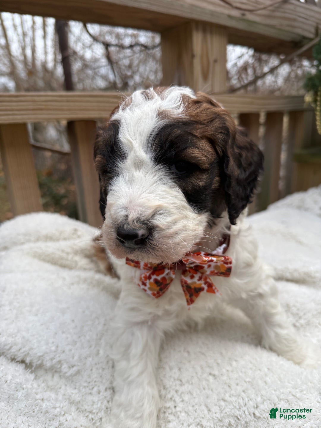 Saint Berdoodles dogs for sale: Banjo - Ad 1