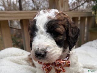 Saint Berdoodles dogs Banjo - Ad 6