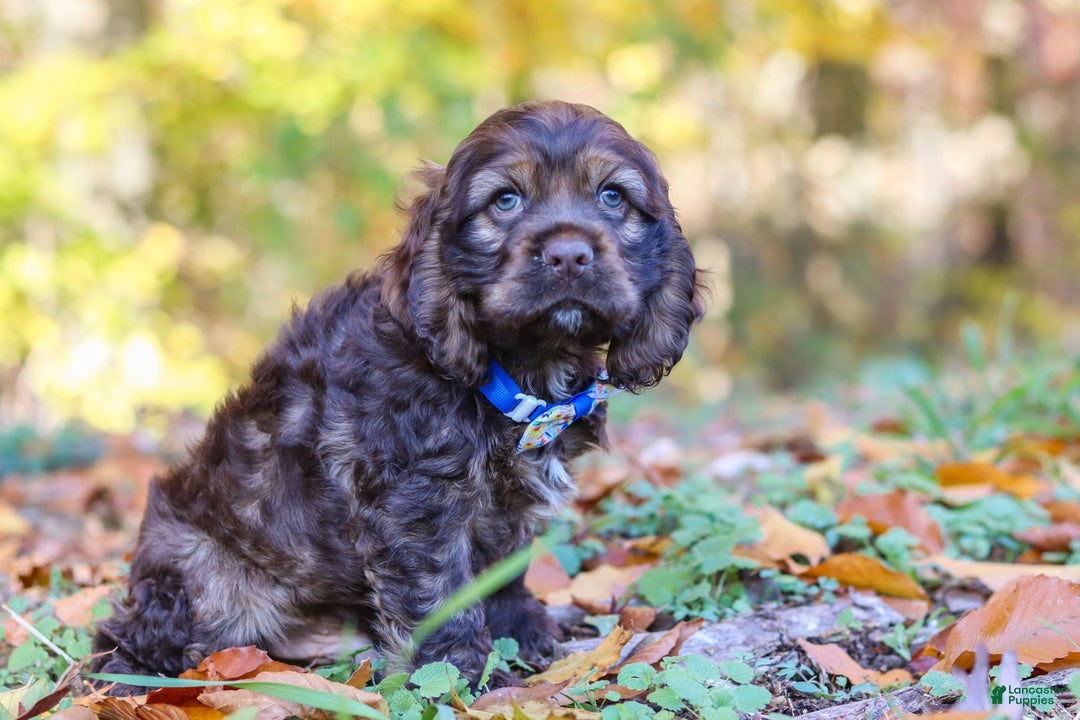 Cocker Spaniel dogs for sale: Jettson - Ad 5