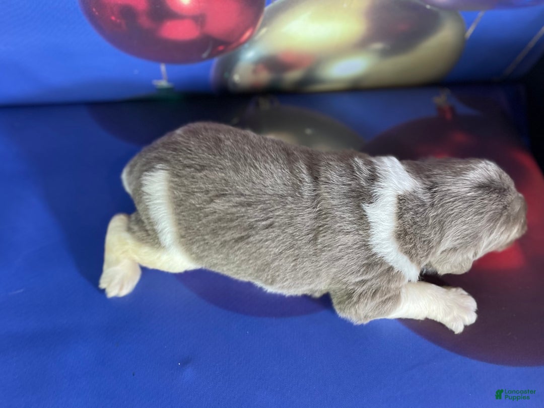 Mixed Breed dogs for sale: Steele OFA DNA  - Ad 5