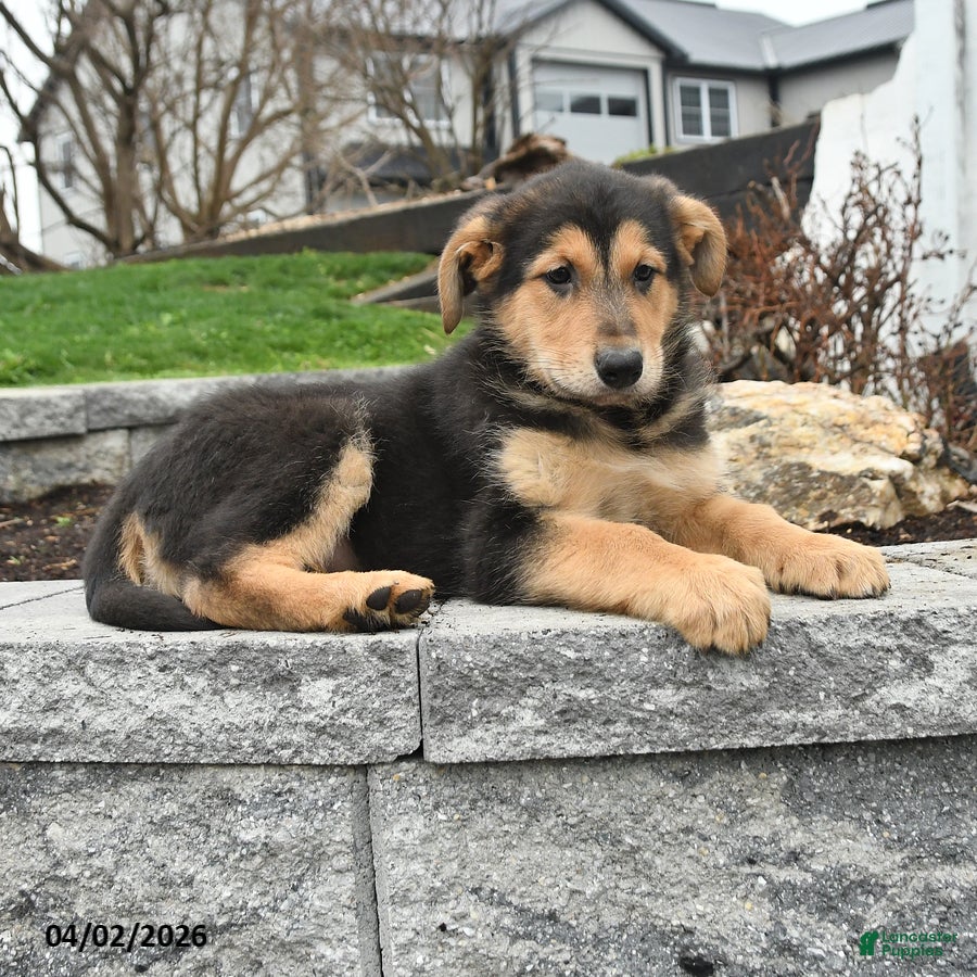 Mixed Breed dogs for sale: Willow - Ad 3