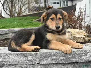 Mixed Breed dogs for sale: Willow - Ad 3