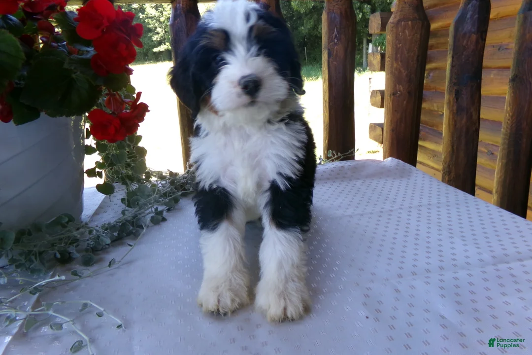 Mini Bernedoodle dogs for sale: Benji - Ad 2