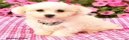 Maltipoo dogs for sale: Oscar - Ad 2