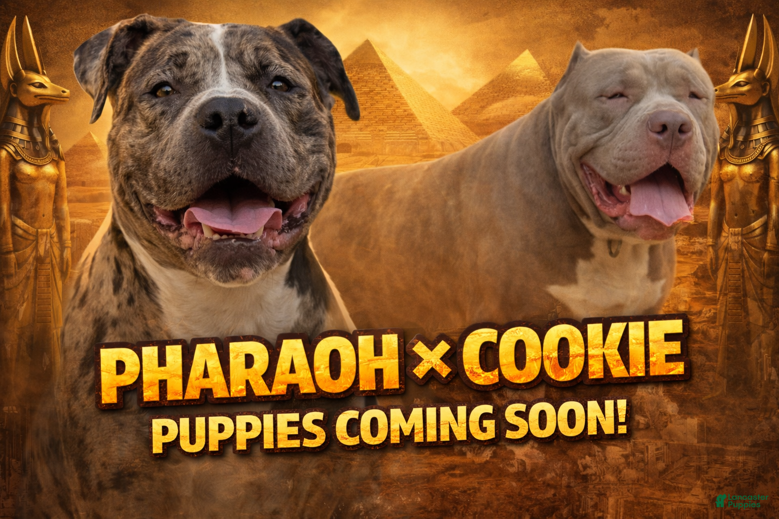 American Bully dogs Venus - Ad 2