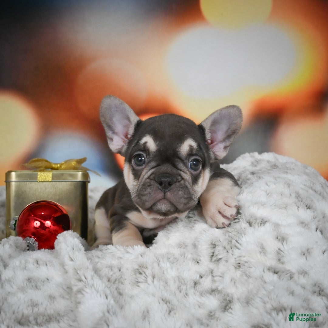 French Bulldog dogs for sale: Courtney - Ad 4