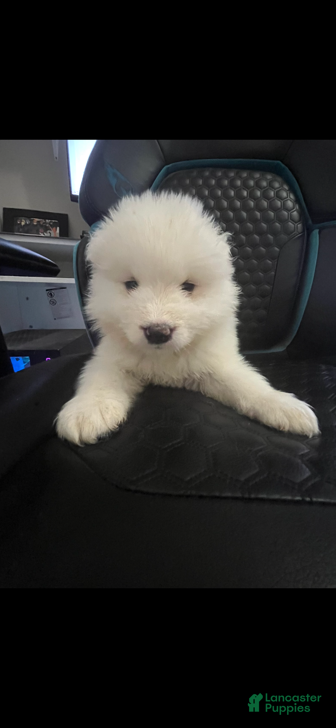 Samoyed dogs Female - Ad 7