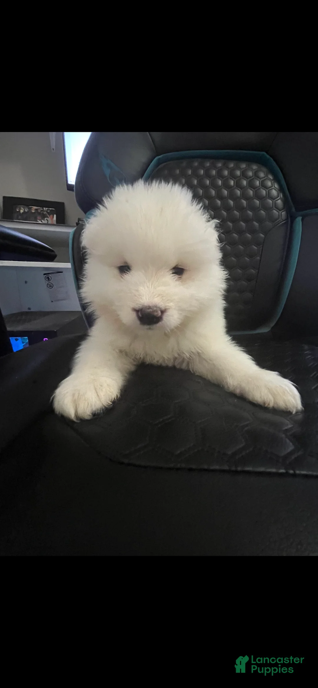Samoyed dogs for sale: Female - Ad 1