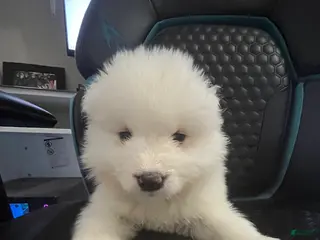 Samoyed dogs Female - Ad 7