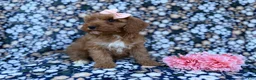 Cavapoo dogs for sale: Mia - Ad 4