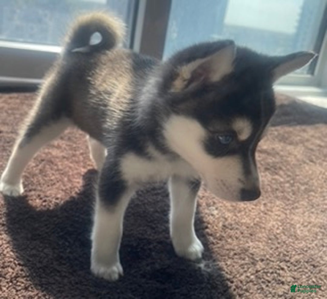 Alaskan Klee Kai dogs for sale: Alyssa - Ad 5