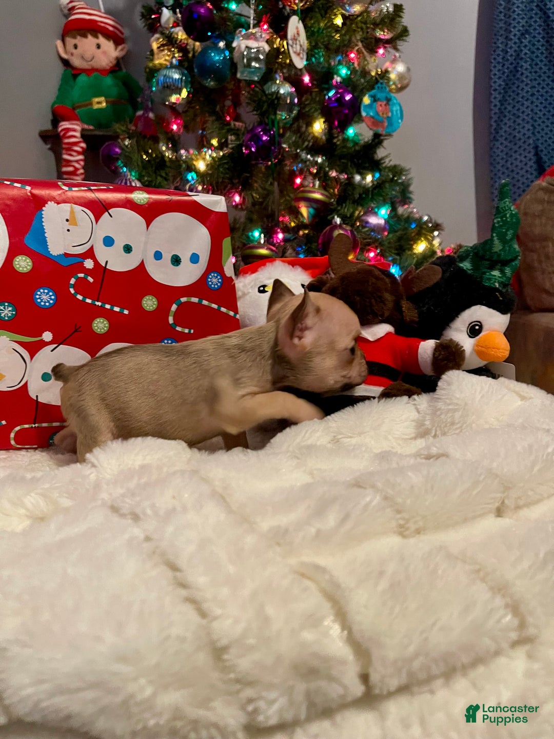 French Bulldog dogs for sale: Jellybean - Ad 3